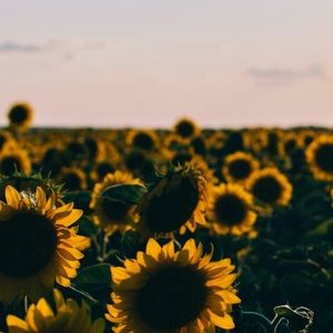 Meet your Posher, Dream